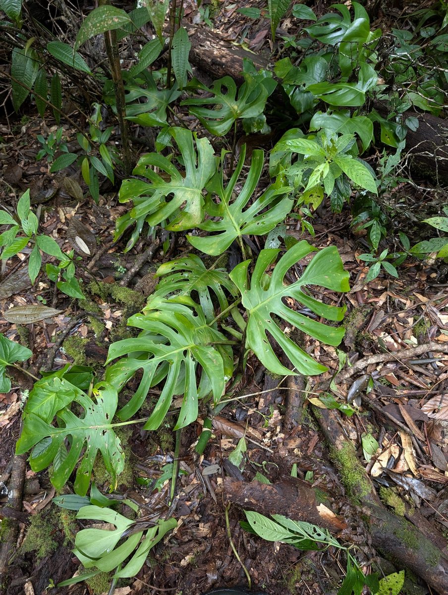 Monstera deliciosa with its distinctive split leaves