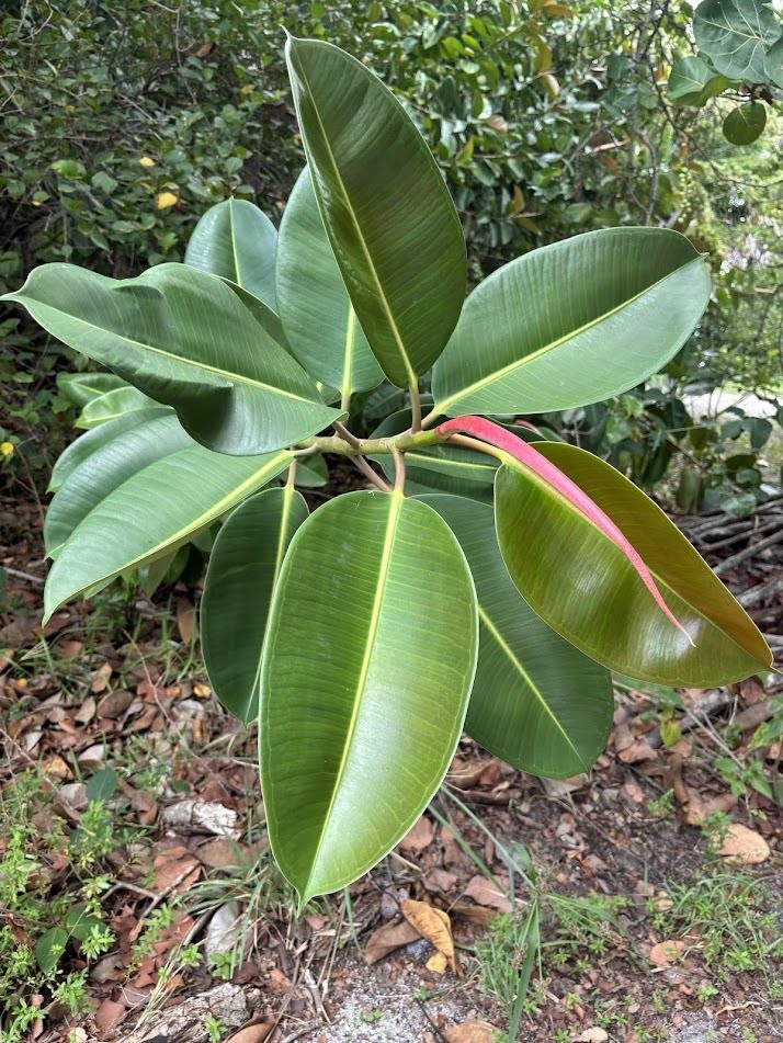 Deep green leaves unfurling on a rubber plant